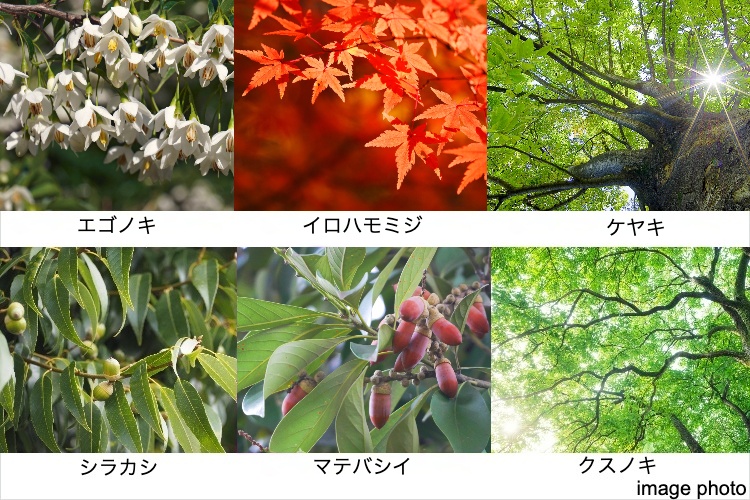 シティテラス横濱サウス植栽イメージ画像